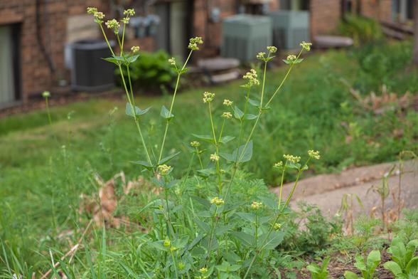Photograph of a four o'clock (Mirabilis nyctaginea seems likely) plant with multiple long stems top with ball shaped inflorescences and with an out of lawn and the lower level of an apartment building in the background. Four o'clock flowers have five, pink, lobed petals radiating from a center with several long, curling, pink stamens with yellow anthers and a long, curling, pink stigma.