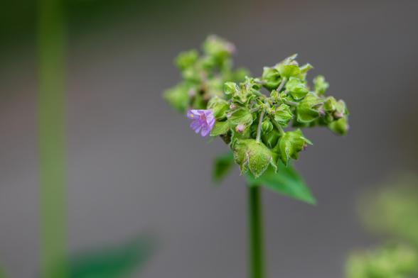Photograph of a ball-shaped four o'clock (Mirabilis nyctaginea seems likely) inflorescence with out of focus green foliage and vague grays in the background. Four o'clock flowers have five, pink, lobed petals radiating from a center with several long, curling, pink stamens with yellow anthers and a long, curling, pink stigma.