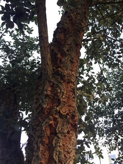 Photo of treespecies Quercus suber : Category is bastjong