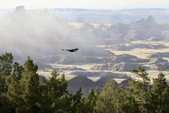 Raven flying in front of a Badlands scene, with fog and trees in the foreground.