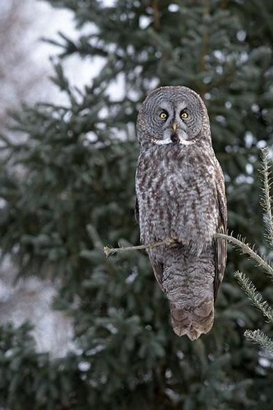 The head of the Owl is one third from the top and one third from the right of the photo.
It is looking out in the distance while sitting on a small branch.
There is more trees in behind the Owl.