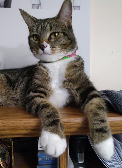 Our tabby cat with white markings, named Pax, is lying on top of a desk cabinet.  Her two striped forelegs with white mittens are hanging over the edge of the cabinet.  Her head is turned to the left but her amber-colored eyes are looking at the camera.  Stationary supplies and framed photos are on the shelf below her.