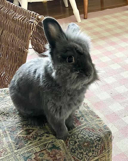A gray Lionhead breed rabbit sitting on a small footstool and looking into the camera.  Behind Benny is a chewed up willow tent and a pink and white plaid carpet.
