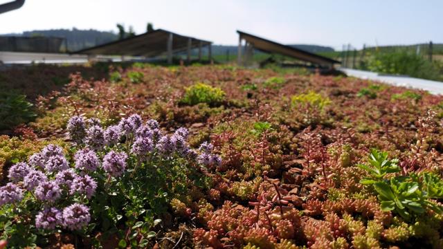 Dachbegrünung eines Flachdachs, im Vordergrund blühender Thymian, dahinter ist unscharf eine aufgeständerte PV zu sehen