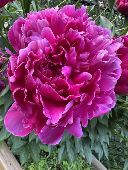 Violet coloured peony.  The flower petals resemble shredded tissue paper that has been gathered in a bunch.  Might feel like a feather duster.