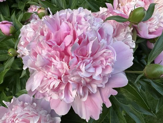 Delicate pink  coloured peony.  The flower petals resemble shredded tissue paper that has been gathered in a bunch.  Round and sized like a softball.  Might feel like a feather duster.