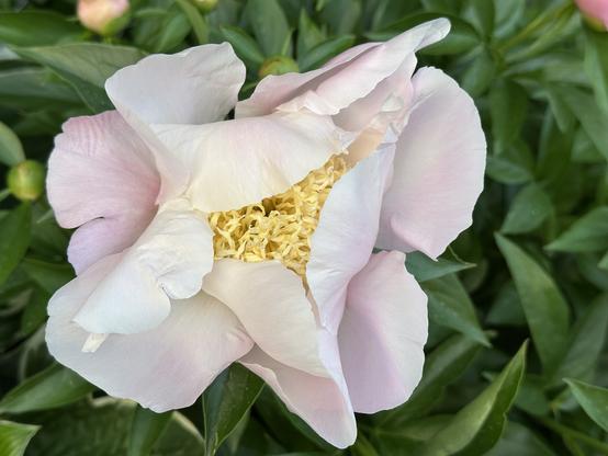 Light pink peony with fine yellow threads at the core.  Four large petals are half folded around the core.  Four identical outer petals lay flat like a plate.