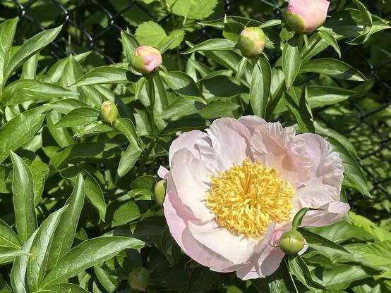 Light pink peony with fine yellow threads at the core.  The core pompom is half as big as the flower. The large surrounding petals lay flat like a plate.