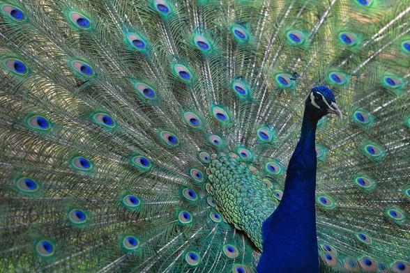 Photo of an adult male peacock with a proud wheel of his multicoloured feathers standing up