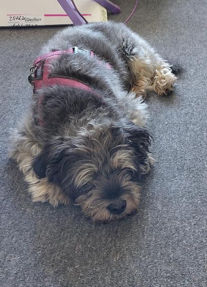Mischlingshund Inu liegt auf einem grauen Teppich, den Kopf auf der linken Vorderpfote. Er trägt ein bordeaux-farbenes Geschirr.
Im Hintergrund sieht man die Füße des Bügelbretts und die Verpackung von Laminat für den Fußboden.