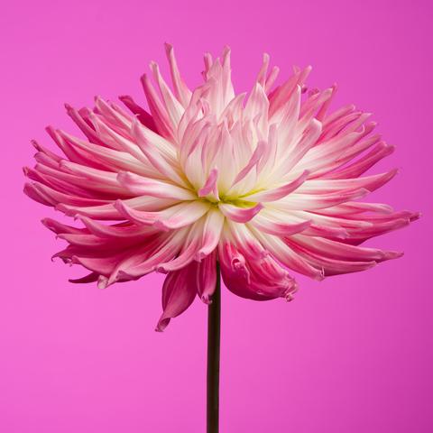 Pink and white dahlia flower on a pink background.