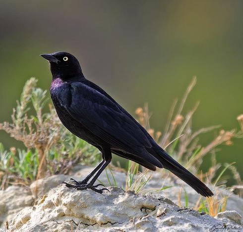 All-dark long-tailed bird with bright yellow iris and glossy purple sheen on the neck and head, perched on a white rock with pale greenery in the background