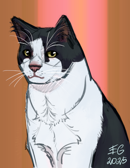 A halfbody portrait of a sitting black and white cat on an orange background. He has a soft expression.
