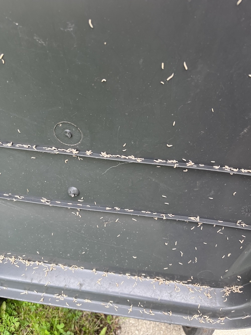 Garbage can lid covered with maggots