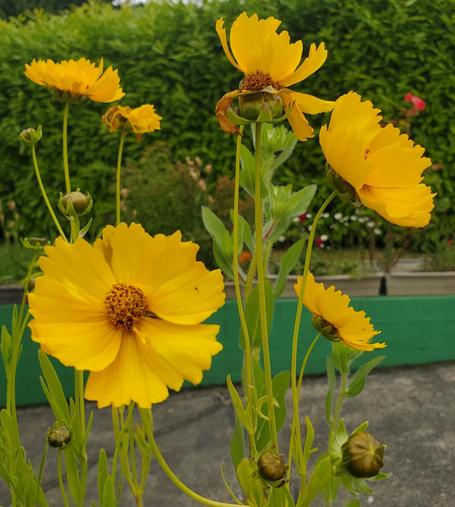 A close-up captures a vibrant cluster of bright yellow coreopsis flowers in varying stages of bloom. Some are in full bloom, showcasing their textured petals and small, dark brown centers. Others are partially open, while some stalks showcase buds in tightly closed green sheaths. Supporting the blossoms, slender green stalks rise amidst small, green leaves. The backdrop is a dense, leafy green hedge, providing a contrasting background. The flowers sit on a grey concrete garden feature with a green trim.