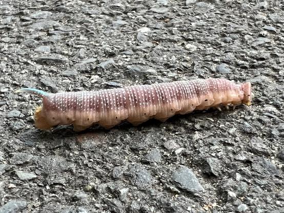 A Lime Hawk-moth caterpillar on the pavement. It's a big fat pinky-grey caterpillar with white speckles and a blue horn at the tail end.
