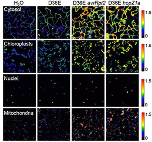 Panel of micrographs showing the efficacy of probe roGFP2-PRXIIB when targeted to cytosol, nuclei, mitochondria and chloroplasts to monitor H2O2 accumulation in real time in different subcellular compartments during immune activation, revealing different temporal patterns of H2O2 accumulation during pattern- and effector-triggered immune responses in different compartments.