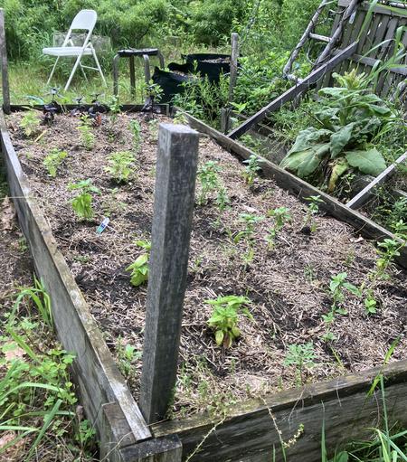 Photo: large raised bed garden structure about 1.25 by 2.25 meters with about 18 recently transplanted basil plants of different types and colors. Underneath the Saffron corms are dormant and won’t start growing new shoots until the end of August.