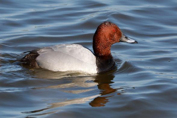 Männliche Tafelente schwimmt in ruhigem, bläulichem Wasser. Der Vogel zeigt das charakteristische Prachtkleid mit kastanienrotem Kopf, leuchtend roten Augen, grauem Schnabel, schwarzer Brust und hellgrauem bis weißlichem Rücken und Flanken. Die Wasseroberfläche reflektiert das Licht und zeigt sanfte Wellen um die schwimmende Ente.