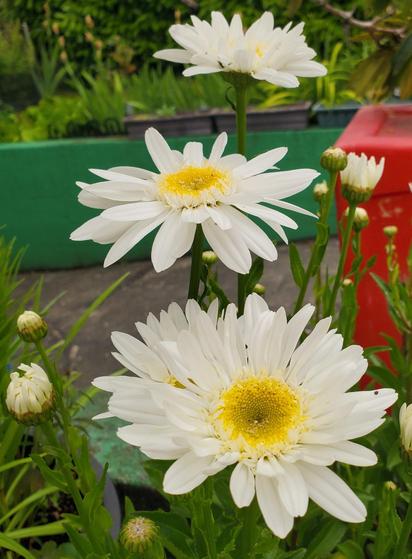 A close-up of white daisies with bright yellow centers in a garden setting. Three fully bloomed daisies are visible, along with several closed buds. Green foliage surrounds the flowers, with hints of green, red, and black planters in the background. A portion of a concrete surface is also visible.