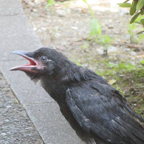 ハシボソガラスの幼鳥