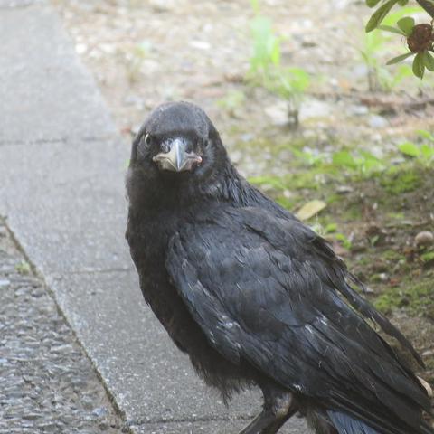ハシボソガラスの幼鳥
