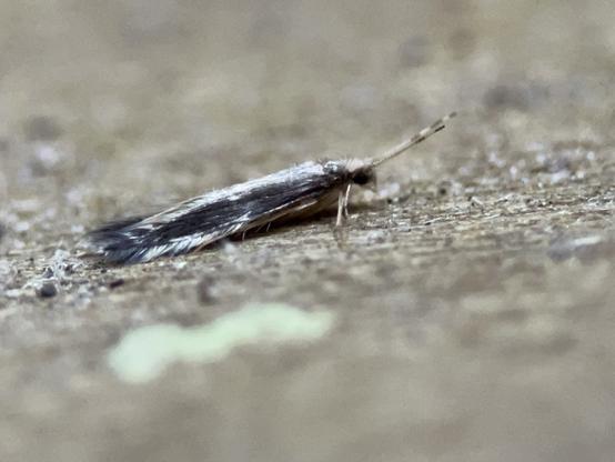 Orthotrichia costalis, a micro-caddisfly. A tiny, slightly hairy-looking elongated insect with dark wings with lighter edges. it has forward pointed antennae with dark bands on them.