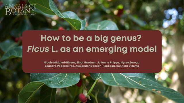 How to be a big genus? Ficus L. as an emerging model