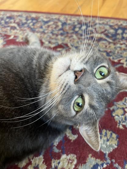Black and gray tabby cat lying on side looking up at camera.