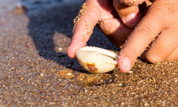 Imagen de archivo de una mano cogiendo una concha en la playa. (David Schunack)