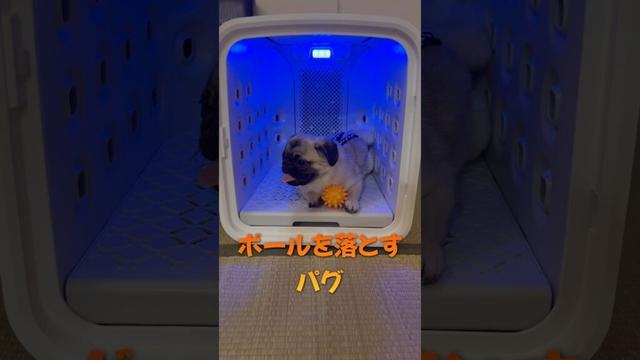 ボールを落とすパグ#shorts #pug #dog