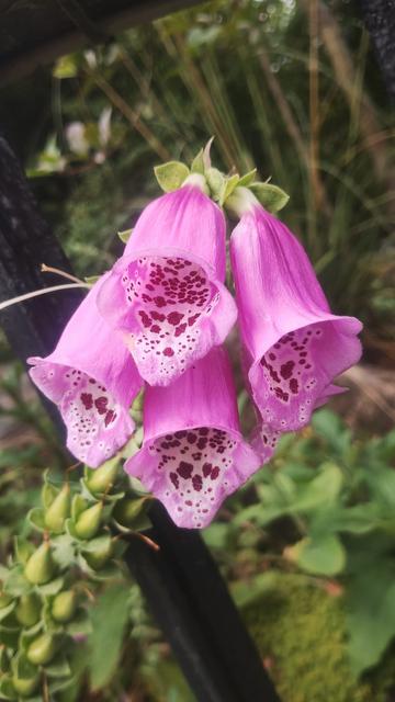 Close up of a cluster of four, purple Foxgloves