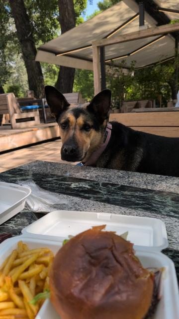 german Sheppard longingly looking at burger
