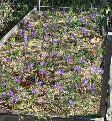 photo from last fall, Oct 20, 2024 showing many flowering saffron plants in the raised bed Saffron plot.