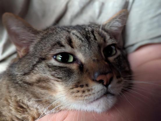 Waffles the Cat, having a rest on the old man after a hard day's napping.