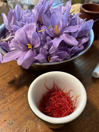 Photo: a stainless steel bowl full of saffron flowers. I have plucked all the red threads from the flowers and added them to a small bowl. The saffron flowers are a light purple with fragrant yellow stamens. The threads are a brilliant deep red with maybe just a touch of orange.