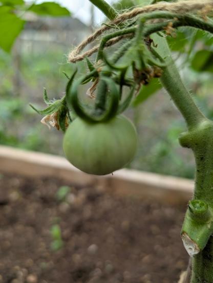 Close-up of a small green tomato hanging from a vine.  A blurry garden bed and fence are visible in the background.