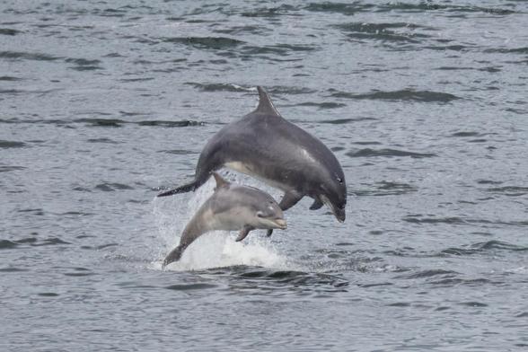 ein großer, ausgewachsener Delfin mit einem Jungen im parallelen Sprung über dem Wasser