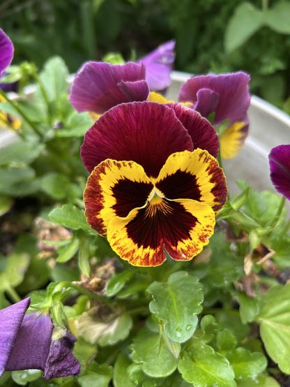 A large pansy with a deep red, almost brown, background color and bright yellow outlines on the bottom three petals, looking like an intense little face. There are other half-open purple pansies in the background.