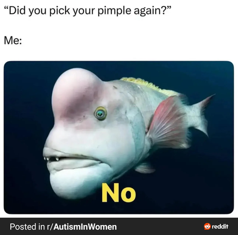 A imagem é um meme que consiste em uma foto de um peixe com uma aparência peculiar, com uma grande protuberância na cabeça, que lembra uma espinha de peixe, e um olho único. O peixe tem uma coloração branca com tons de rosa e amarelo, e está nadando em um fundo azul escuro. Na parte superior da imagem, há um texto em inglês que diz: "Did you pick your pimple again?" (Você espremeu sua espinha novamente?). Abaixo da imagem do peixe, há o texto "Me:" seguido pela palavra "No" em amarelo, indicando a resposta do autor ao questionamento. Na parte inferior da imagem, há uma legenda que diz: "Posted in r/AutismInWomen" (Postado em r/AutismoEmMulheres), indicando o subreddit onde o meme foi publicado. O meme usa a imagem do peixe para responder de forma humorística à pergunta sobre espremer uma espinha, com o peixe representando a resposta negativa.