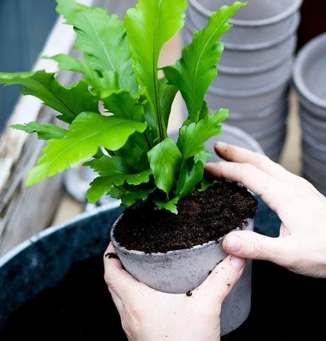 A picture of a bright green plant being filled with soil by the hands holding it.