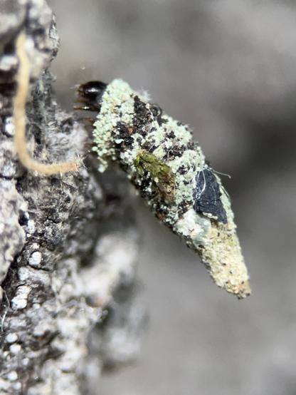The head of a tiny caterpillar is just visible emerging from a horn shaped case it is carrying around which is covered in lichen