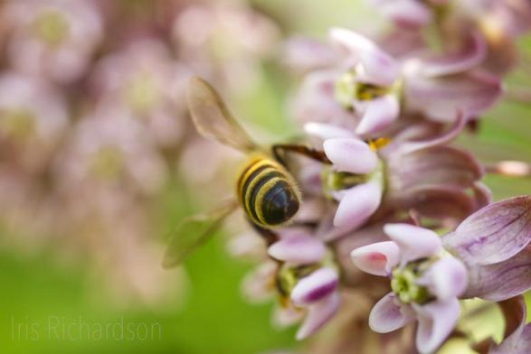 Honeybee facing away with her wings up in the air on pink milkweed macro photograph