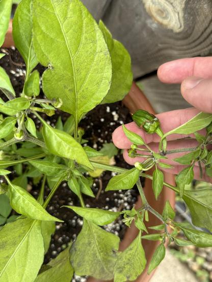 A closeup photo of a pepper plant. There is a hand holding out a tiny green chile that’s growing out. There are several more buds on the same branch. These will be orange and medium heat.