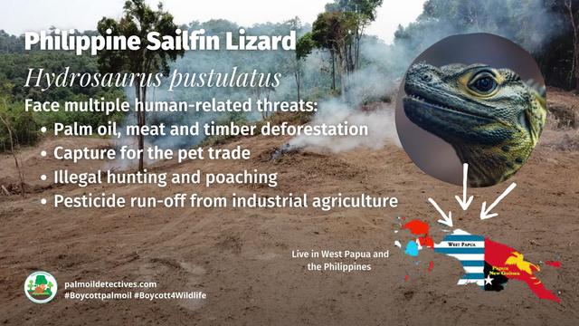 #Reptiles 🦎🐍🐢🐊 are fascinating creatures who are sadly feared, misunderstood and persecuted by humans. It's time we stand up for #lizards #snakes #crocodiles #turtles, here's how, be #vegan and #Boycottpalmoil 🌴🩸☠️ #Boycott4Wildlife @palmoildetect https://palmoildetectives.com/2023/11/05/reptiles-why-one-in-five-species-face-extinction-heres-how-you-can-help-them/?utm_source=mastodon&utm_medium=Palm+Oil+Detectives&utm_campaign=publer