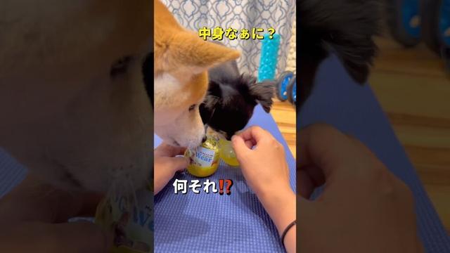 ガチャポン🐶🎵#柴犬 #チワワ #shorts