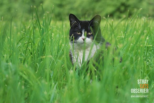Black and white cat sitting in tall grass
