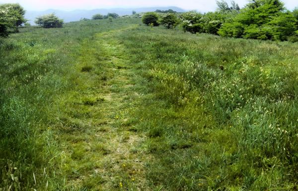It is a steamy summer day with a bright white sky. We are standing at the bottom of a long meadow, gently-sloping upwards towards the summit of a knob. The grass is trod-down and short in the path, but rather high in the rest of the meadow. There are many yellow dandelions scattered through the grass. There are a few trees scattered along the edges of the field, most of them are covered with sprouting small green leaves and white flowers. Beyond the knob, another mountain chain, though not very far away, is barely visible through the thick haze.