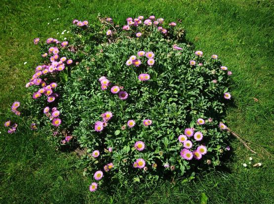 some flowers growing on grass verge.