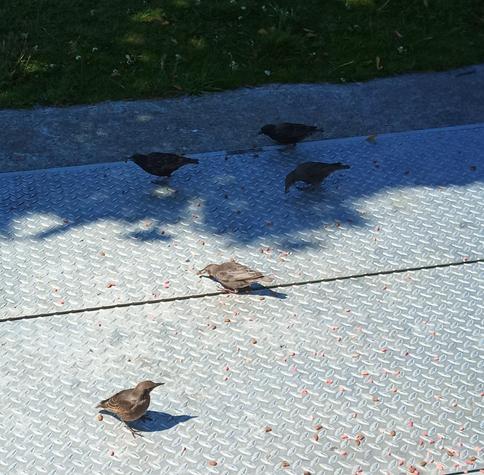 starlings gather for nibbles.